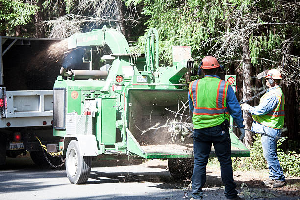 Reliable Lemay, MO Tree Care Solutions